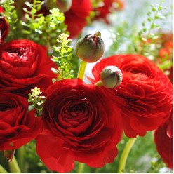 Лютик Red (x10) р.5/6